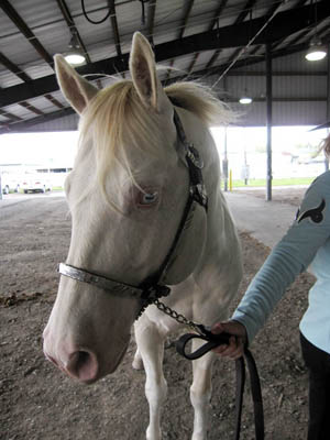 Sierra at show